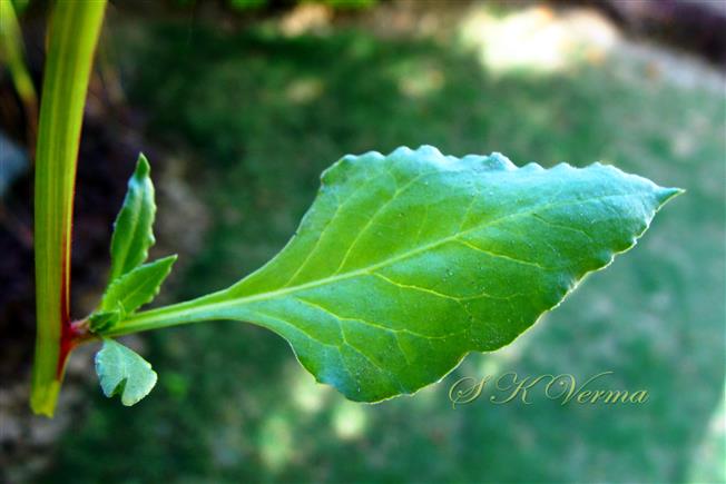  Cauline Leaf